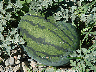 優(yōu)質西瓜新組合03-141