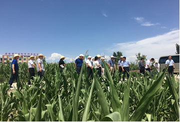 中國(guó)工程院“科技支撐甘肅綠洲農(nóng)業(yè)和玉米種業(yè)可持續(xù)發(fā)展”院士專(zhuān)家團(tuán)隊(duì)考察調(diào)研敦煌種業(yè)生物育種實(shí)驗(yàn)基地